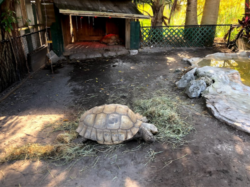 A large tortoise grazes on hay in a shaded outdoor enclosure with a wooden shelter in the background.