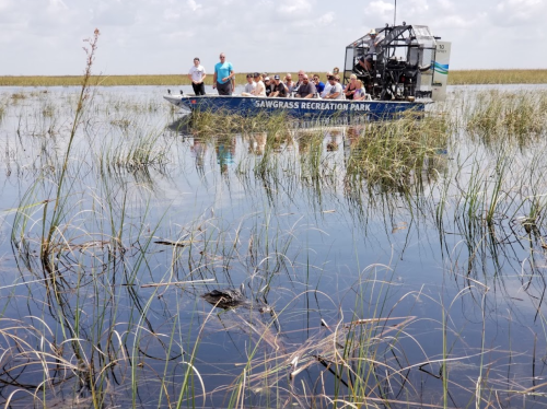 A group of people on an airboat in a wetland area, surrounded by tall grasses and calm water.