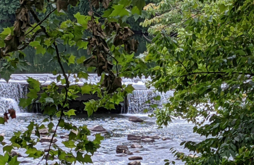 A serene waterfall surrounded by lush green leaves and trees, with gentle water flowing over rocks.