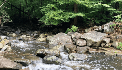 A serene stream flows over rocks, surrounded by lush green trees in a peaceful forest setting.