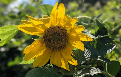 A vibrant yellow sunflower surrounded by green leaves, basking in sunlight.
