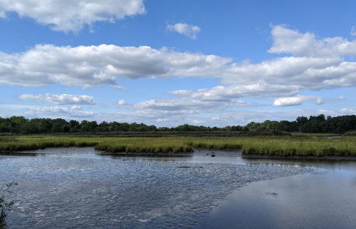 A serene wetland scene with a calm waterway, lush green grasses, and a blue sky dotted with fluffy clouds.