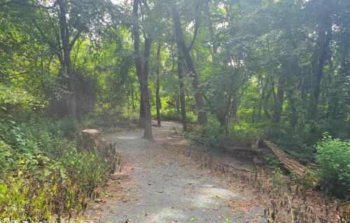 A winding path through a lush, green forest with tall trees and scattered fallen branches.