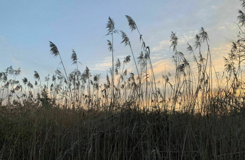 Silhouetted tall grasses against a colorful sky at dusk, with soft clouds and a serene atmosphere.