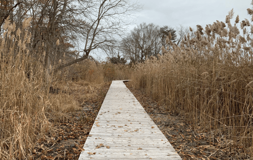 A wooden boardwalk leads through tall grasses and trees on a cloudy day.