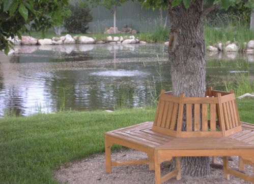 A wooden bench surrounds a tree by a calm pond, with greenery and rocks in the background.