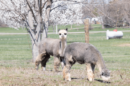 Two llamas grazing in a grassy field with a flowering tree in the background.