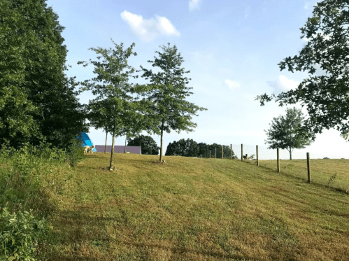A grassy hillside with trees, a blue tent in the background, and a fence under a clear sky.