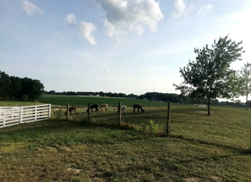 A serene landscape with a fenced field, horses grazing, and a tree under a partly cloudy sky.