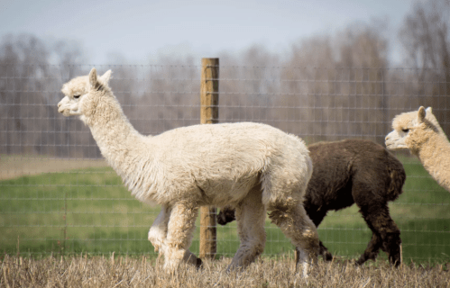 Three alpacas walking in a grassy field, with a fence and trees in the background.