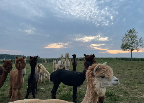 A group of alpacas stands in a grassy field under a cloudy sky at sunset.