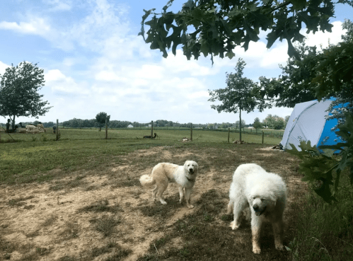 Two dogs, one golden and one fluffy white, stand on a dirt path near a tent in a grassy field under a blue sky.