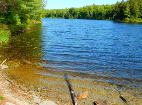 A serene lake surrounded by lush green trees, with clear water and a rocky shoreline under a bright blue sky.