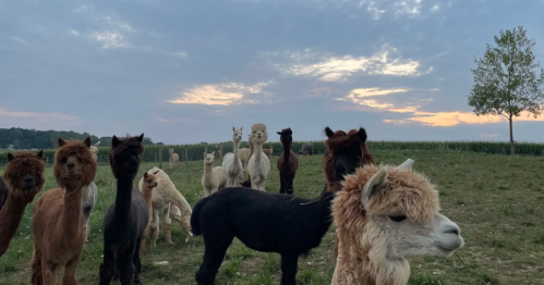 A group of alpacas in a grassy field at sunset, with a few trees and a cloudy sky in the background.