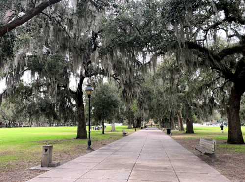 A tree-lined path with Spanish moss hanging from branches, leading to a grassy area and benches on either side.