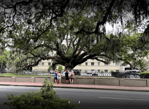 A large tree with Spanish moss stands near a sidewalk where people gather, with a building and parked cars in the background.