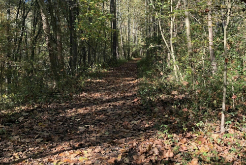 A serene forest path covered in fallen leaves, surrounded by trees in autumn foliage.