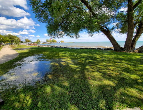 A scenic view of a grassy area by the water, with trees and clouds reflecting on a sunny day.