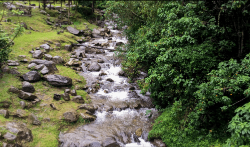 A serene stream flows through a lush green landscape, surrounded by rocks and dense foliage.