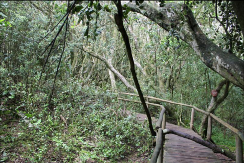 A winding wooden path through a dense, green forest with twisted trees and lush vegetation.