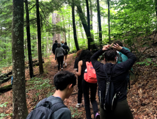 A group of people hiking on a forest trail surrounded by trees and greenery.