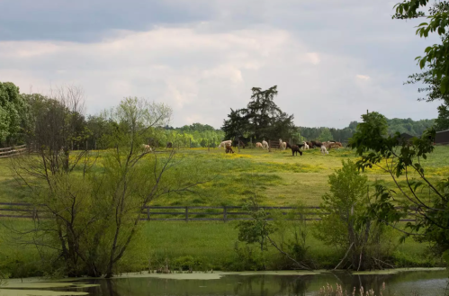 A serene landscape featuring cows grazing on a green field near a pond, with trees and cloudy skies in the background.