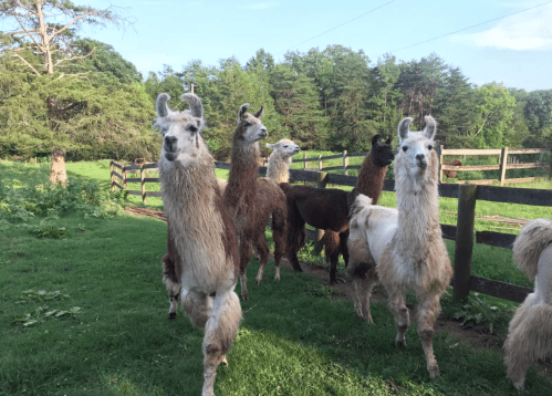A group of llamas standing in a green field near a wooden fence, surrounded by trees and a clear blue sky.