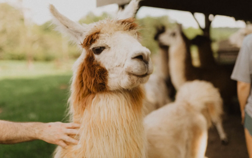 A close-up of a friendly llama with fluffy fur, standing in a grassy area with other llamas in the background.