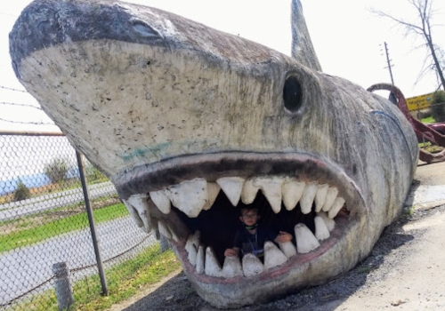 A person peeks out from inside a large, concrete shark sculpture with an open mouth, set against a rural backdrop.