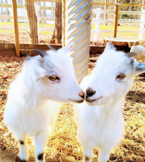 Two white goats with light brown markings stand close together, touching noses in a sunny outdoor setting.