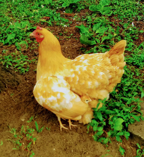 A yellow and white hen stands on the ground, with a small chick peeking out from behind her.