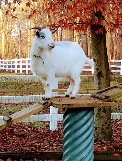 A white goat stands on a wooden platform surrounded by autumn leaves and a white fence.