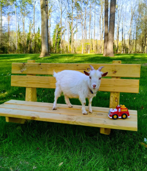 A white goat stands on a wooden bench next to a toy fire truck, surrounded by green grass and trees.