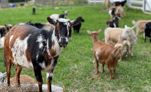A goat stands on a hay bale in the foreground, surrounded by a herd of goats grazing in a green pasture.