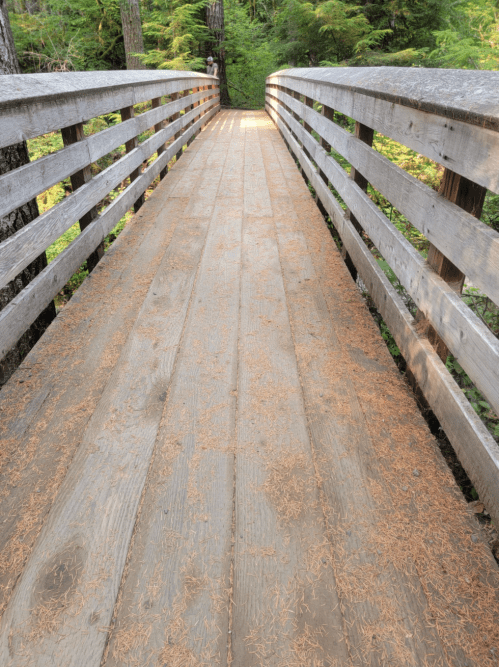 A wooden bridge surrounded by lush greenery, with pine needles scattered on the planks.