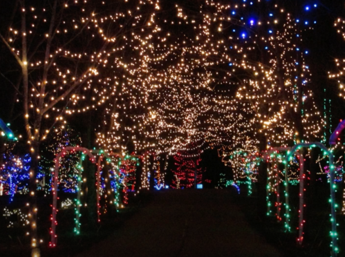 A pathway lined with colorful holiday lights, creating a festive and enchanting atmosphere at night.
