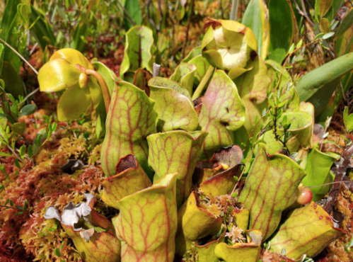 A cluster of vibrant green and yellow pitcher plants surrounded by moss and other vegetation in a natural setting.