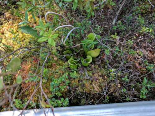 A cluster of green plants, including a few pitcher plants, surrounded by moss and other vegetation.