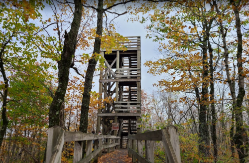 A wooden observation tower surrounded by trees with autumn leaves, viewed from a path leading towards it.