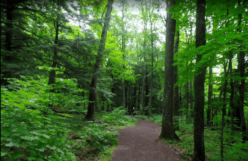 A winding path through a lush green forest, surrounded by tall trees and vibrant foliage.