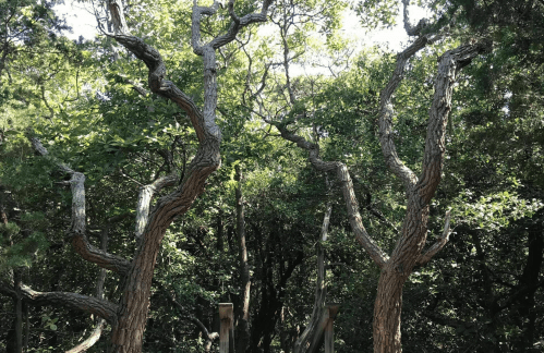 Two gnarled trees with twisted branches stand amidst lush greenery, creating a natural archway in a serene forest setting.