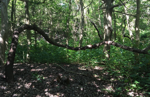 A twisted tree branch arches over a lush green forest floor, surrounded by dense foliage and sunlight filtering through trees.