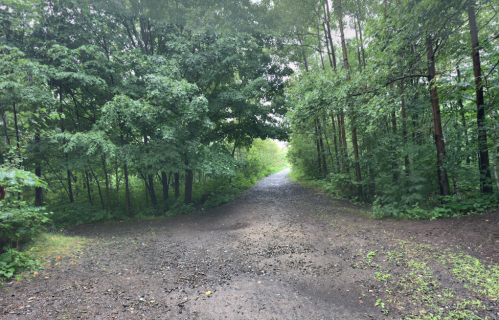 A gravel path splits into two, surrounded by lush green trees and foliage on a misty day.