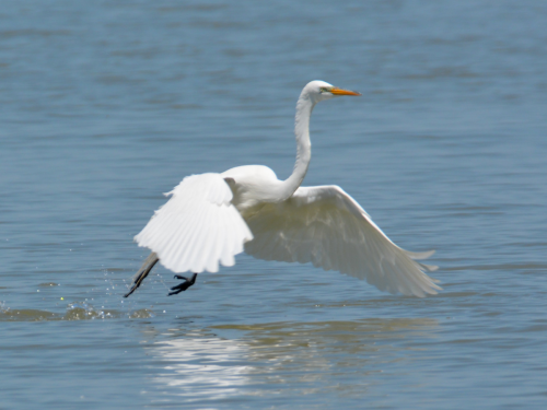 A white heron takes flight over a calm blue water surface, wings spread wide.