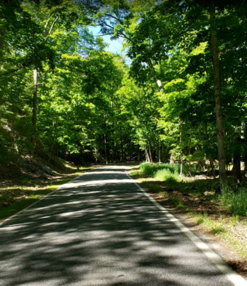 A serene, tree-lined road with lush green foliage on either side, dappled sunlight filtering through the leaves.