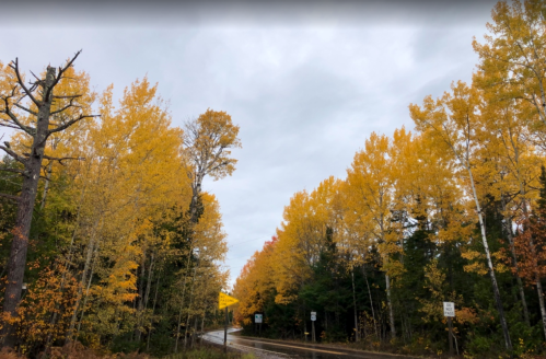 A scenic view of a road lined with vibrant yellow autumn trees under a cloudy sky.