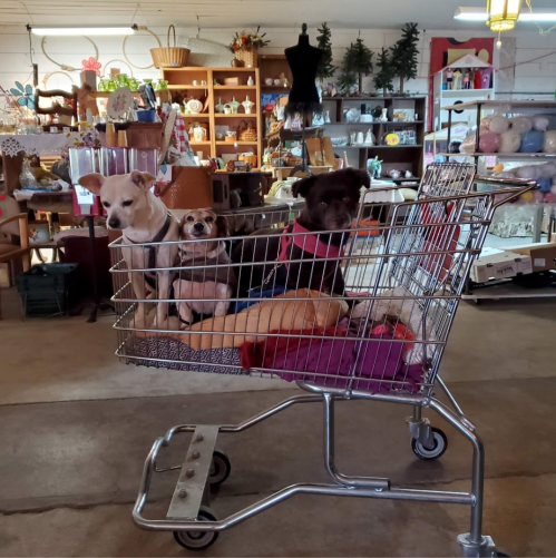 Three dogs sit in a shopping cart inside a cozy thrift store, surrounded by various items and decorations.