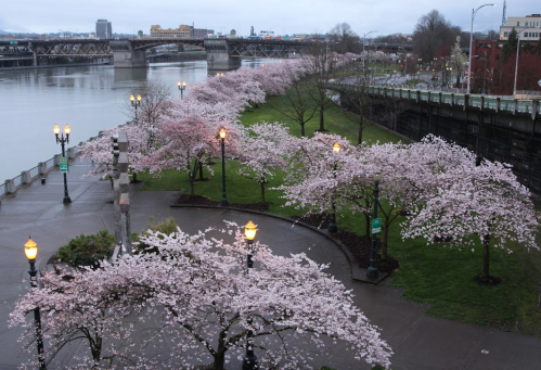 Cherry blossom trees line a riverside path, with a bridge in the background and soft evening light illuminating the scene.