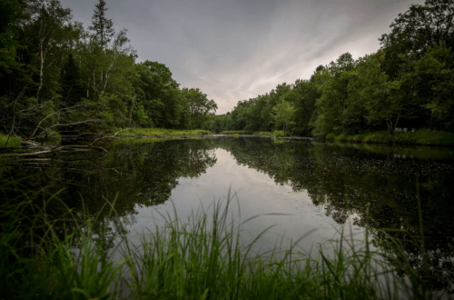 A serene lake surrounded by lush greenery and trees, reflecting the cloudy sky above.