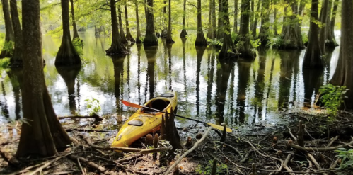 A yellow kayak rests on the shore of a serene, tree-lined swamp with reflections in the calm water.
